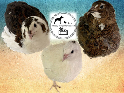 Celadon quail hatching eggs - 60-celadon,