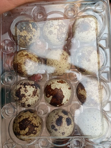 Quail eggs x12 courtnix - quail,