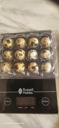 Fresh quail eggs - 24,