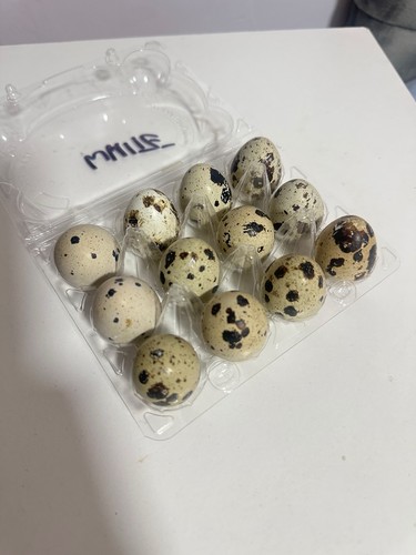 Fresh quail eggs pack of - (pack,