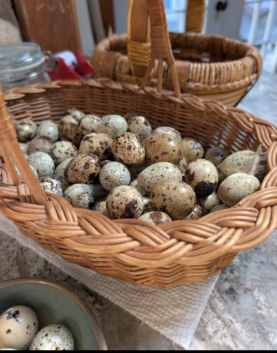 Jumbo coturnix quail hatching - jumbo,