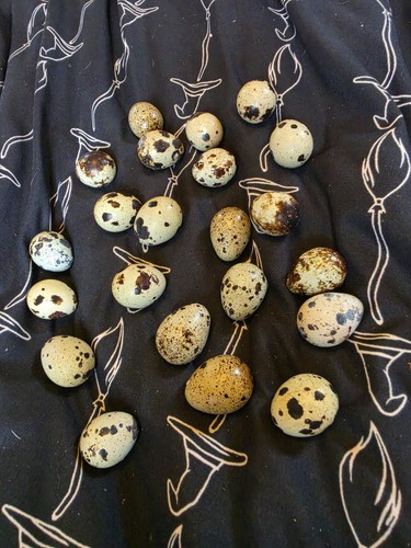 Corturnix quail x12 - quail,