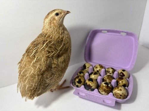Fertile quail eggs choose - fertile,