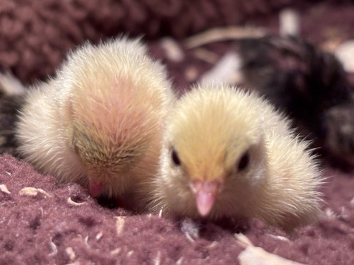 Button quail eggs for - button,