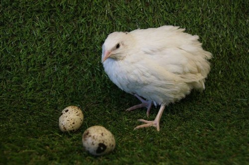 Fertile hatching eggs - 9+++,