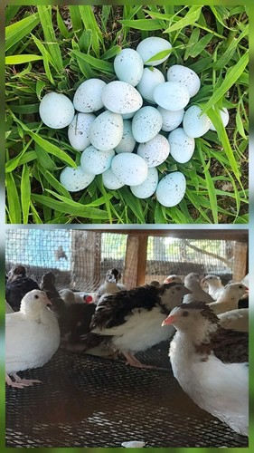 100 rare celadon - rare, coturnix