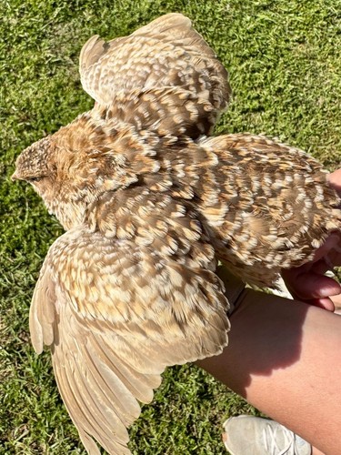 Rare colors coturnix quail - 30+,