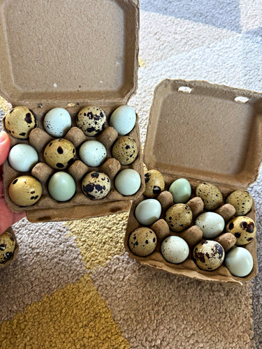 Quail eggs eating - eggs, 24