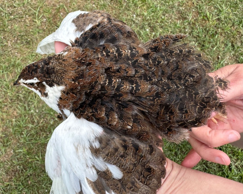 Rare colors coturnix - rare,