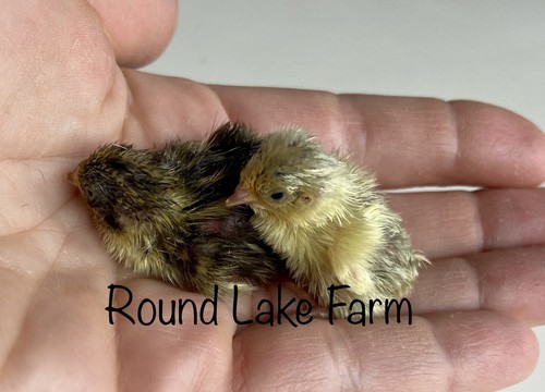Button quail hatching eggs - 3,