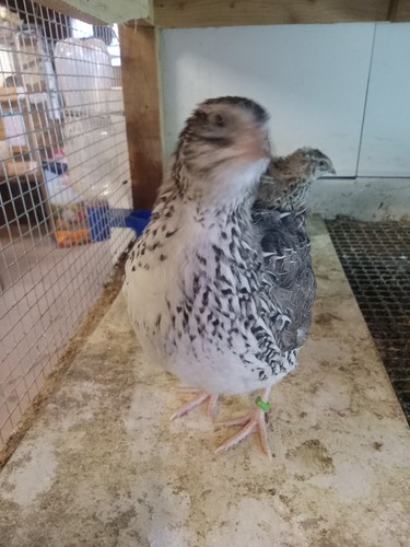 Falb fee coturnix - fee,