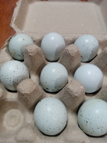 Celadon coturnix quail - celadon,