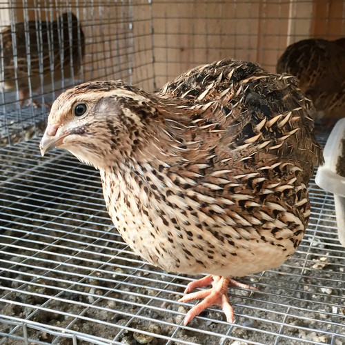 Fertile coturnix quail - coturnix,