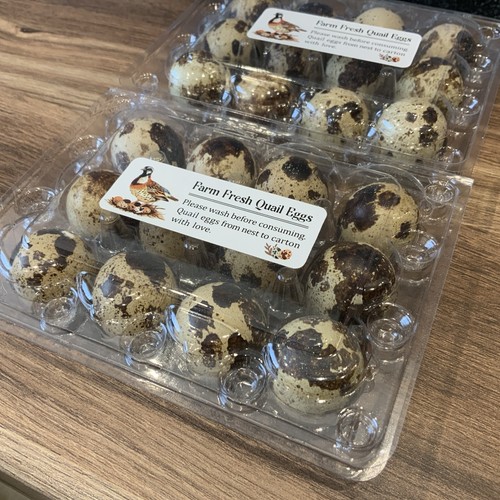 Japanese coturnix quail - x,