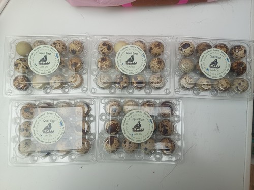 Quail eggs x12 - quail,