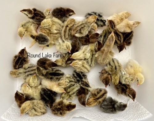 Gorgeous colors 24 coturnix - colors,