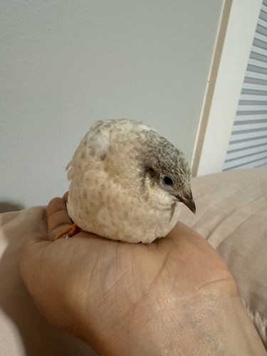 Button quail hatching - 25+,