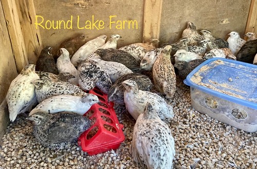 Fertile coturnix quail - coturnix,