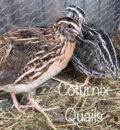 Coturnix quail eggs - coturnix,