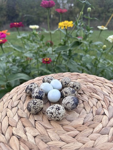 Mix color quail - quail, eggs