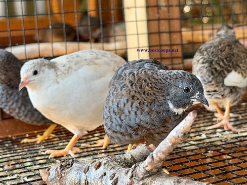 Fertile button quail - 6+,