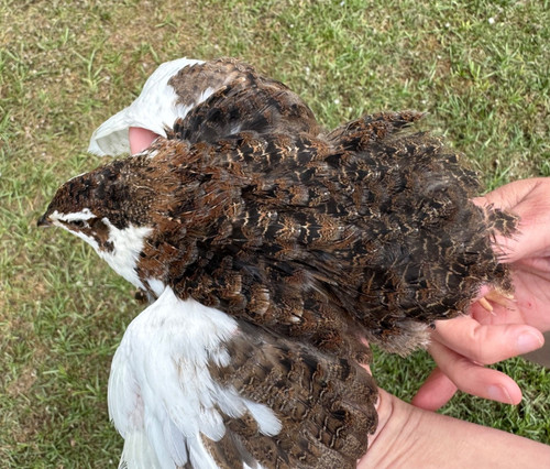 110 rare colors coturnix - colors,