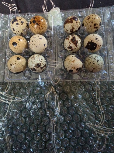 Corturnix quail eggs - corturnix,