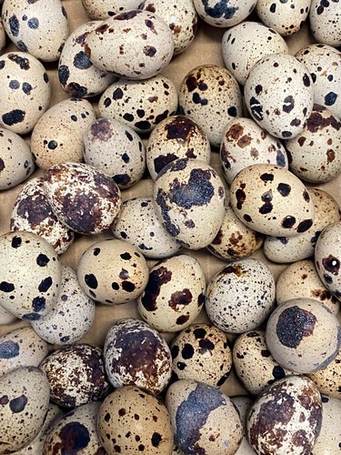 Jumbo pharoah coturnix - +,