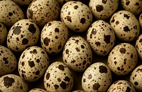 Quail eggs - quail, 36!!!