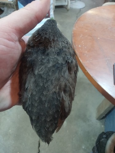 Black banded coturnix - black,