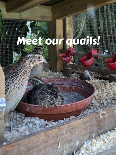 Dozen quail eggs too - 12, eat!