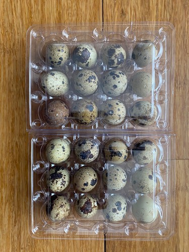 Quail eggs can eaten - quail, be