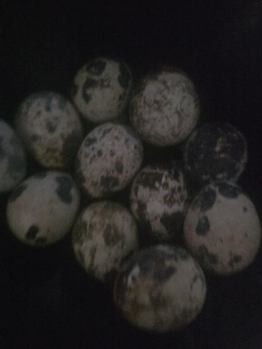 Fertilized quail eggs - fertilized,