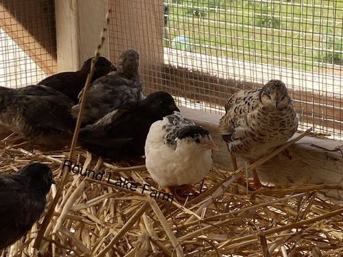 Beautiful fertile button quail - beautiful,