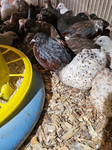 Eggs free - 36,