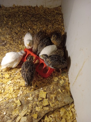 Assorted coturnix quail - 12+,