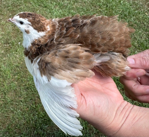 Rare colors coturnix - rare,