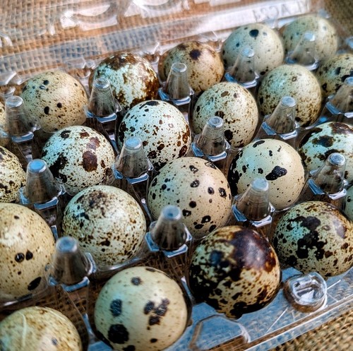 Quail eggs for eating - eating,