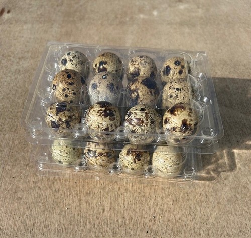 Fresh quail eggs - quail,