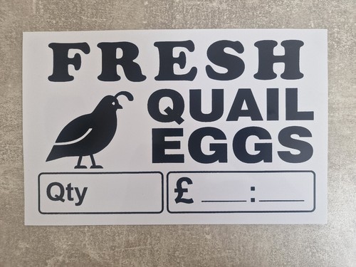 Fresh quail eggs - quail,