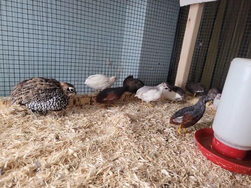 Button quail hatching - 12+,