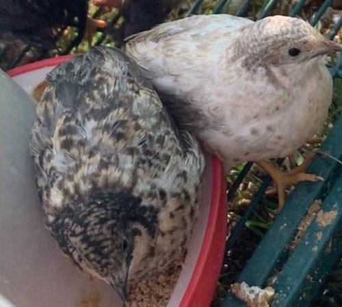 Button quail hatching eggs - 10,