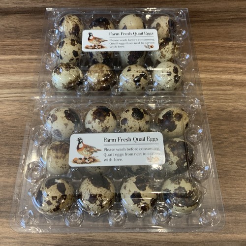 Japanese coturnix quail - x,