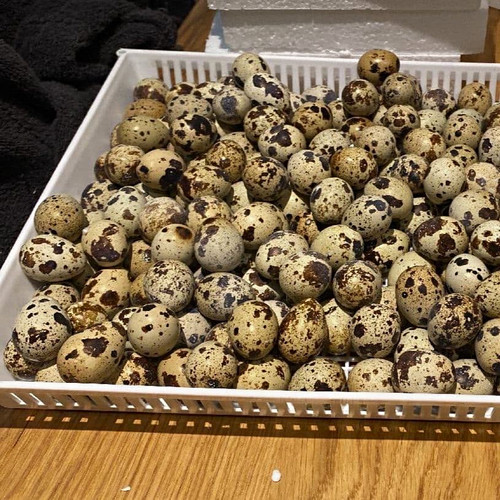 Coturnix quail eggs mixed - quail,