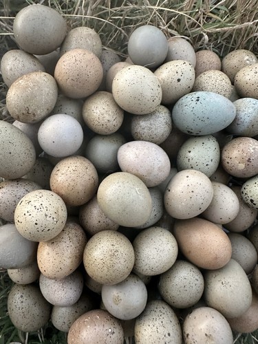 Button quail hatching - button,