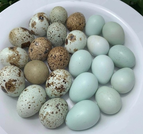 Exotic colors celadon blue - 7,