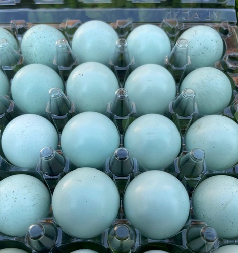 Rare colors celadon - 25+, colors**