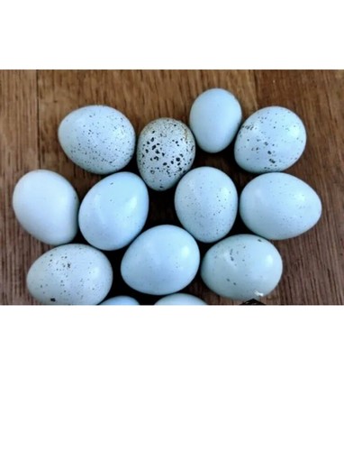 Celadon blue quail hatching - 15,