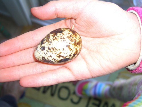 Jumbo coturnix - jumbo,