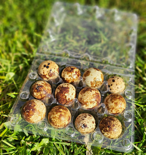 Quail hatching eggs - hatching,